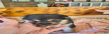 Shiba Inu Puppy 3