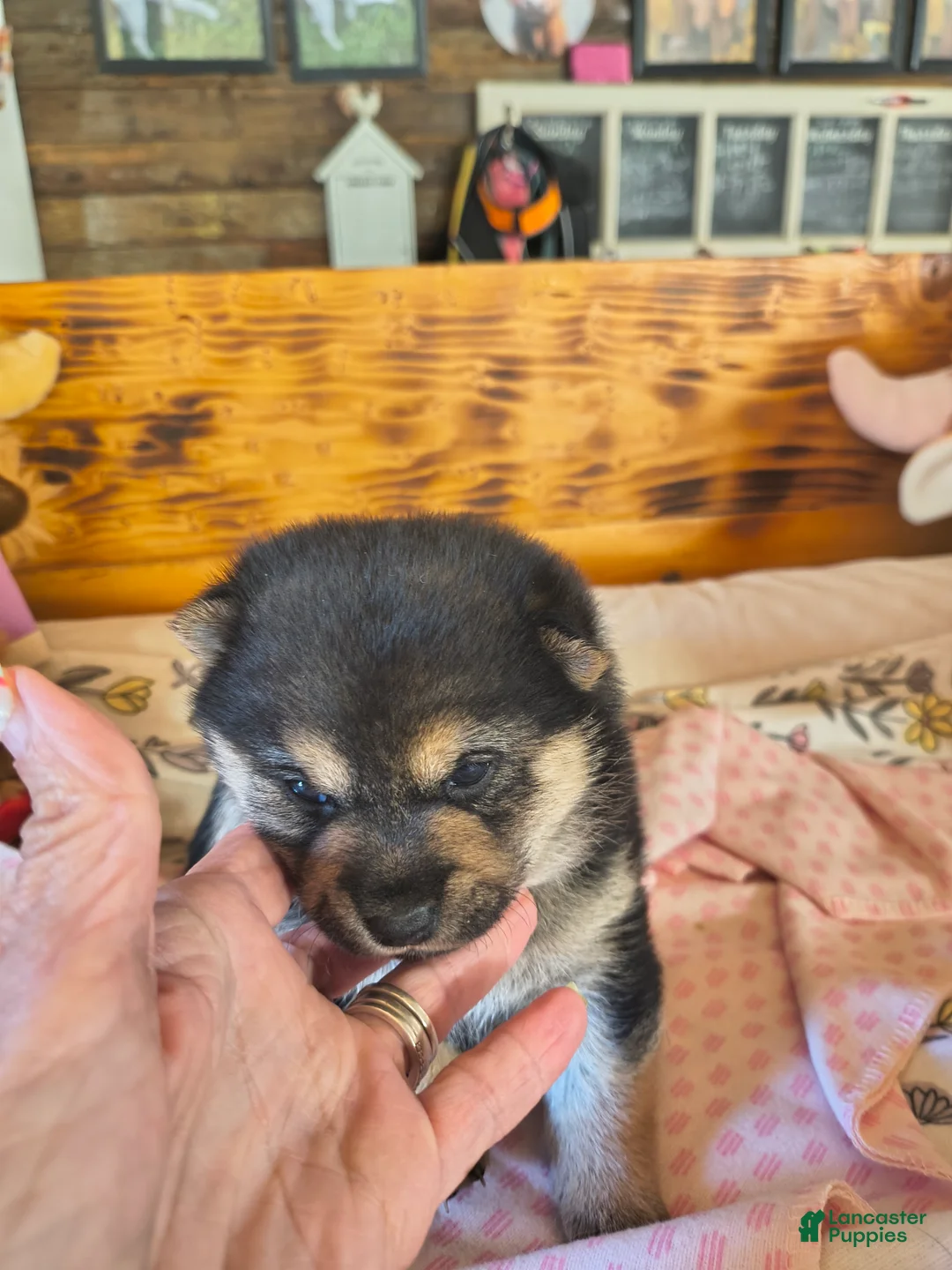 Shiba Inu dogs for sale: Shiba Inu Puppy 3 - Ad 1