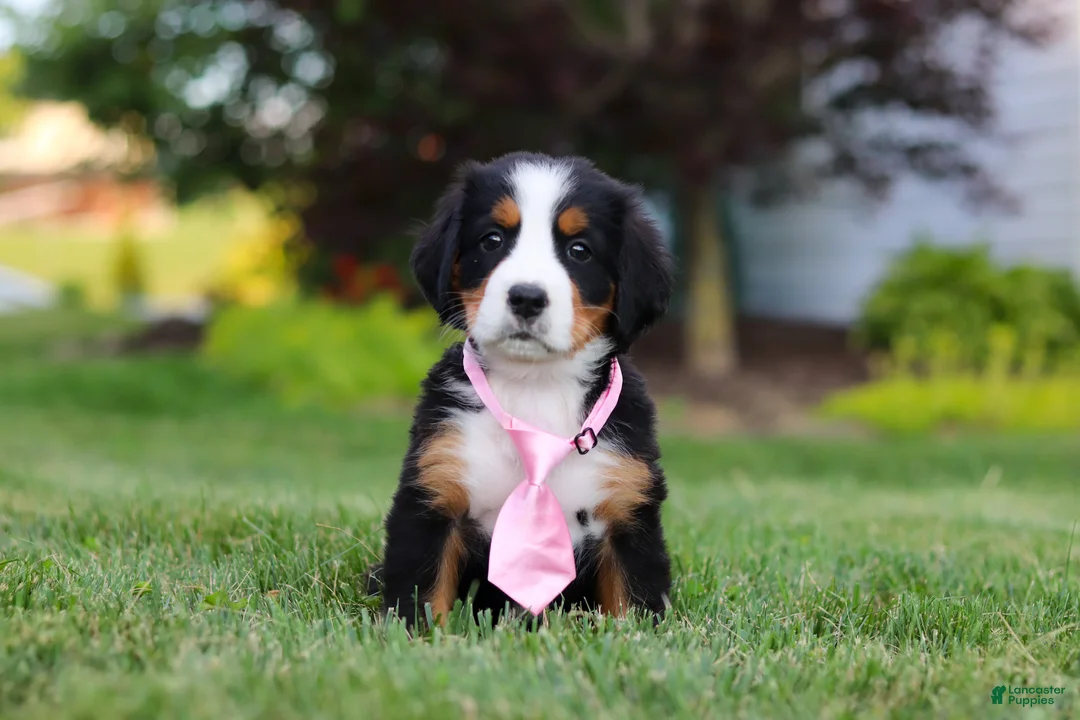 Bernese Mountain Dog dogs for sale: Zara - Ad 2