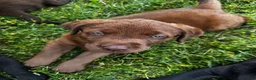Labrador Retriever dogs for sale: Labrador Retriever 2 - Ad 3
