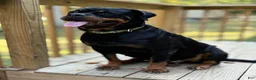Rottweiler dogs for sale: Rottweiler 1 - Ad 9