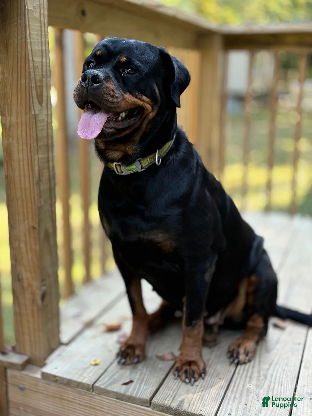 Rottweiler dogs for sale: Rottweiler 1 - Ad 9