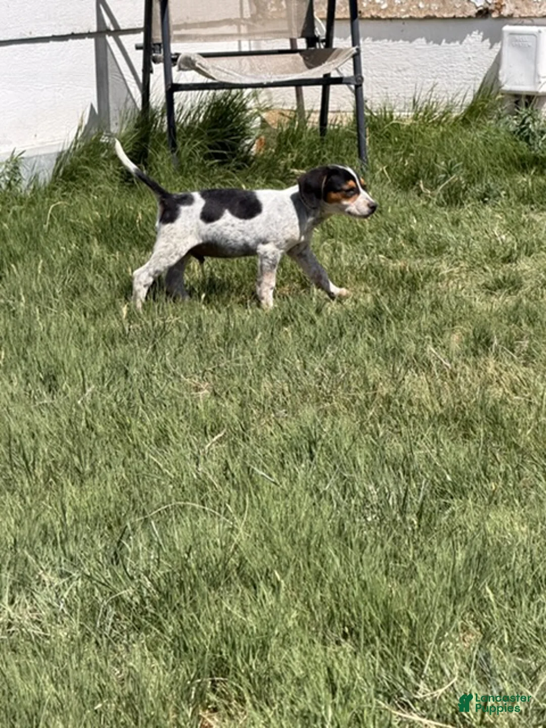Beagle dogs for sale: Boy 4 - Ad 1