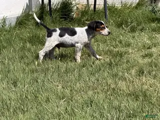 Beagle dogs Boy 4 - Ad 2
