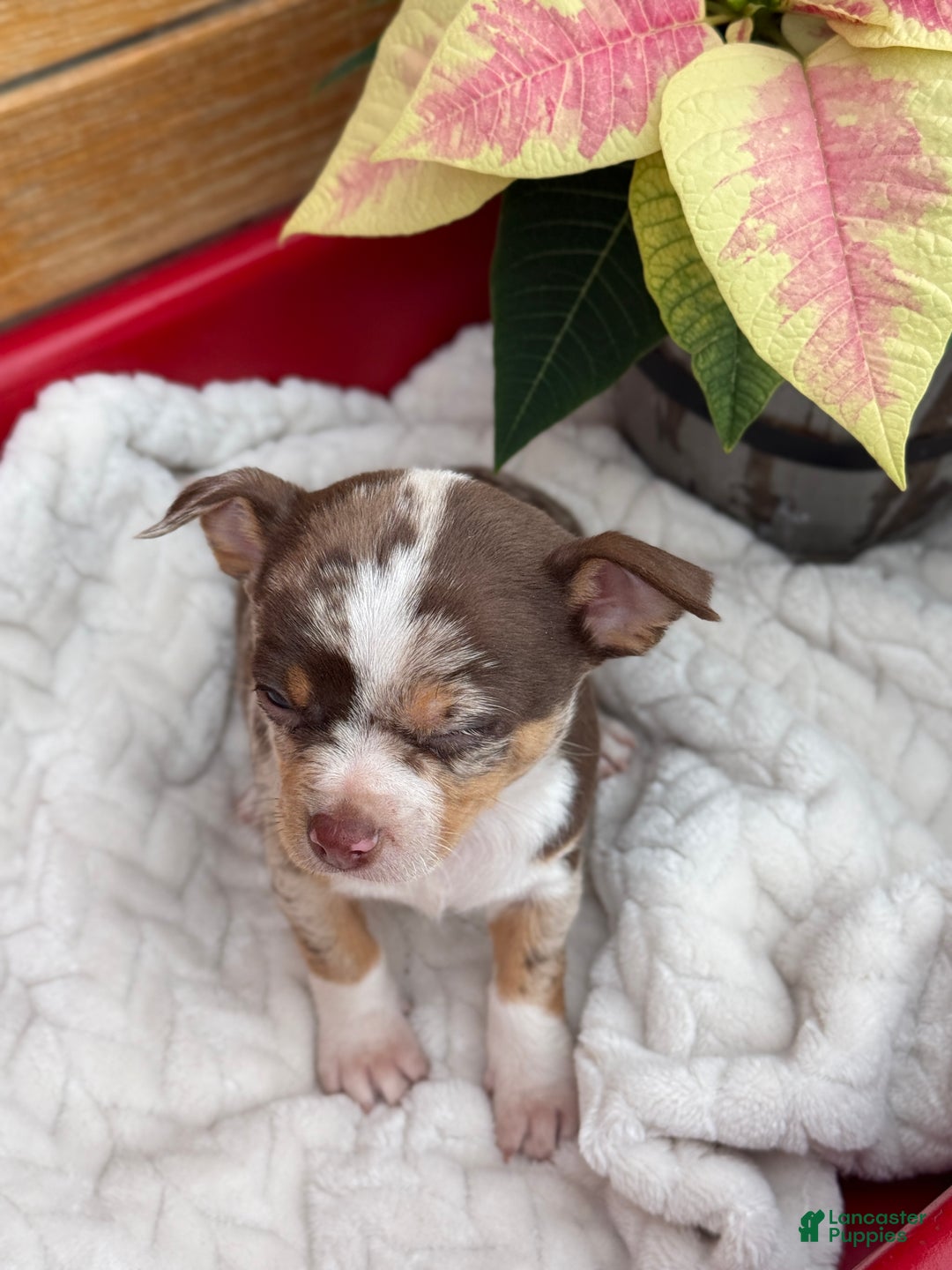 Chihuahua dogs for sale: Chestnut - Ad 7