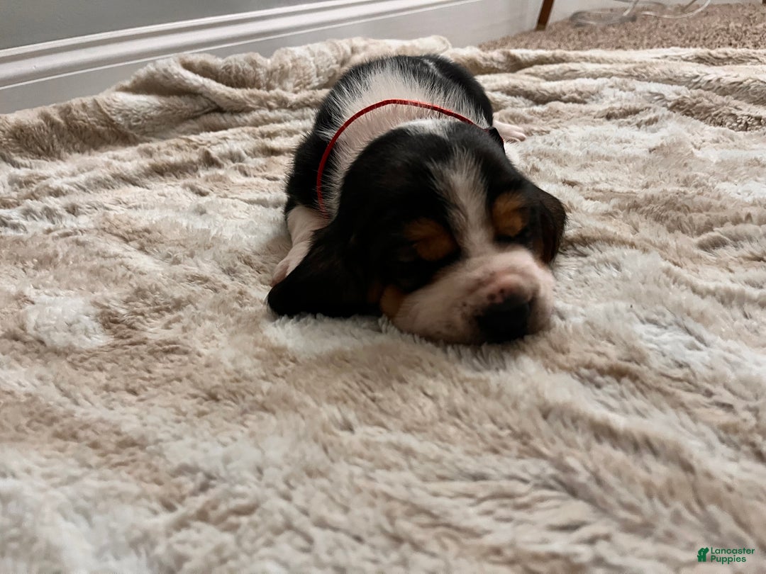 Basset Hound dogs for sale: Billy Bob - Ad 5