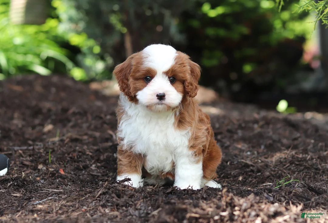 Cavapoo dogs for sale: Oscar - Ad 2