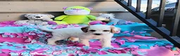 Mini Goldendoodle dogs for sale: Raina - Ad 5