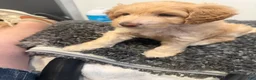 Mini Goldendoodle dogs for sale: Mini Goldendoodle 4 - Ad 8
