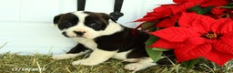 Mixed Breed dogs for sale: Jasper - Ad 3
