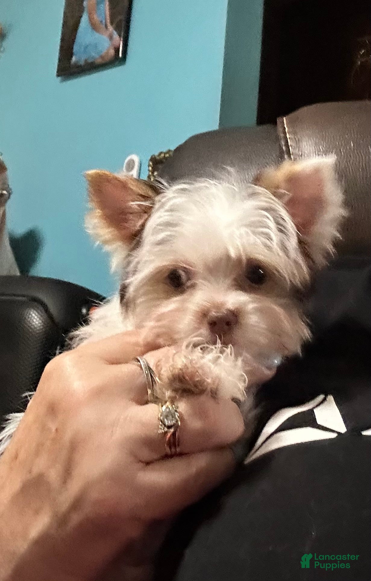 Yorkshire Terrier dogs AKC Woody - Ad 1