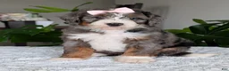 Mini Bernedoodle dogs for sale: Mini Indy - Ad 3