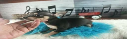Chihuahua dogs for sale: Tiny blk tan boy Hand Delivery  - Ad 5