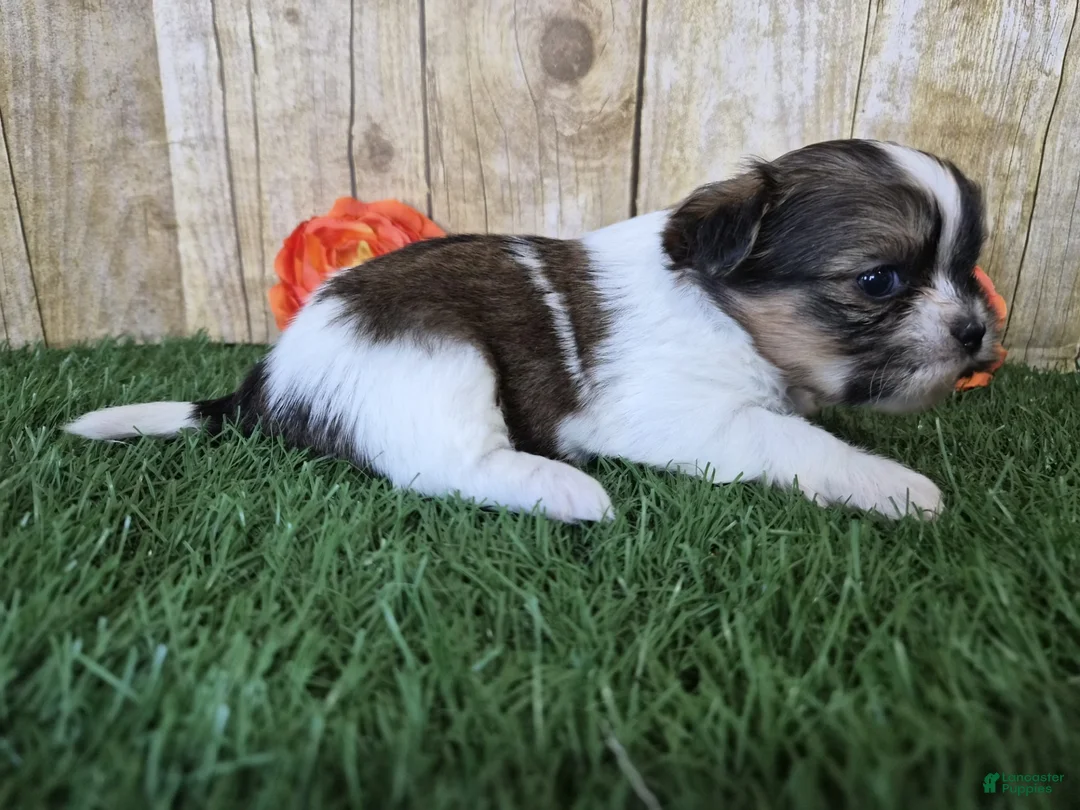 Shorkie dogs for sale: Bronco - Ad 6