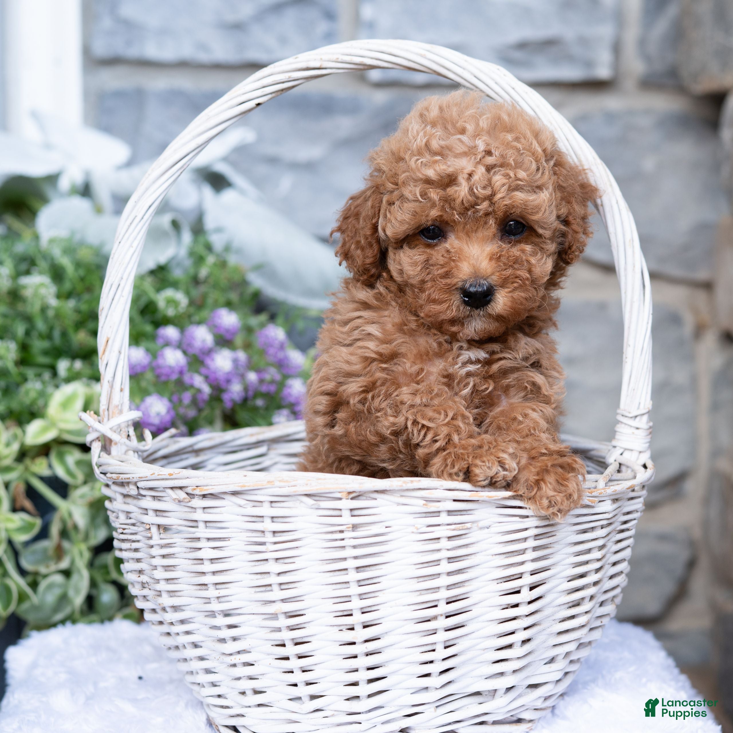 Havapoo dogs Allie  - Ad 2