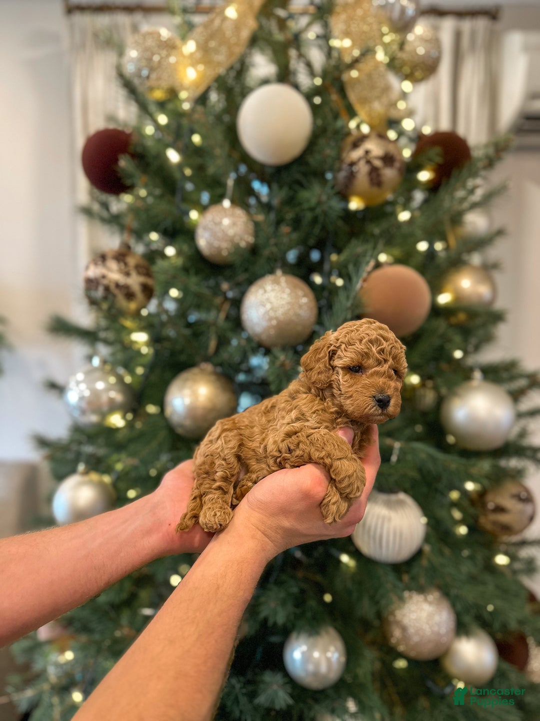 Mini Goldendoodle dogs for sale: Sage - Ad 3