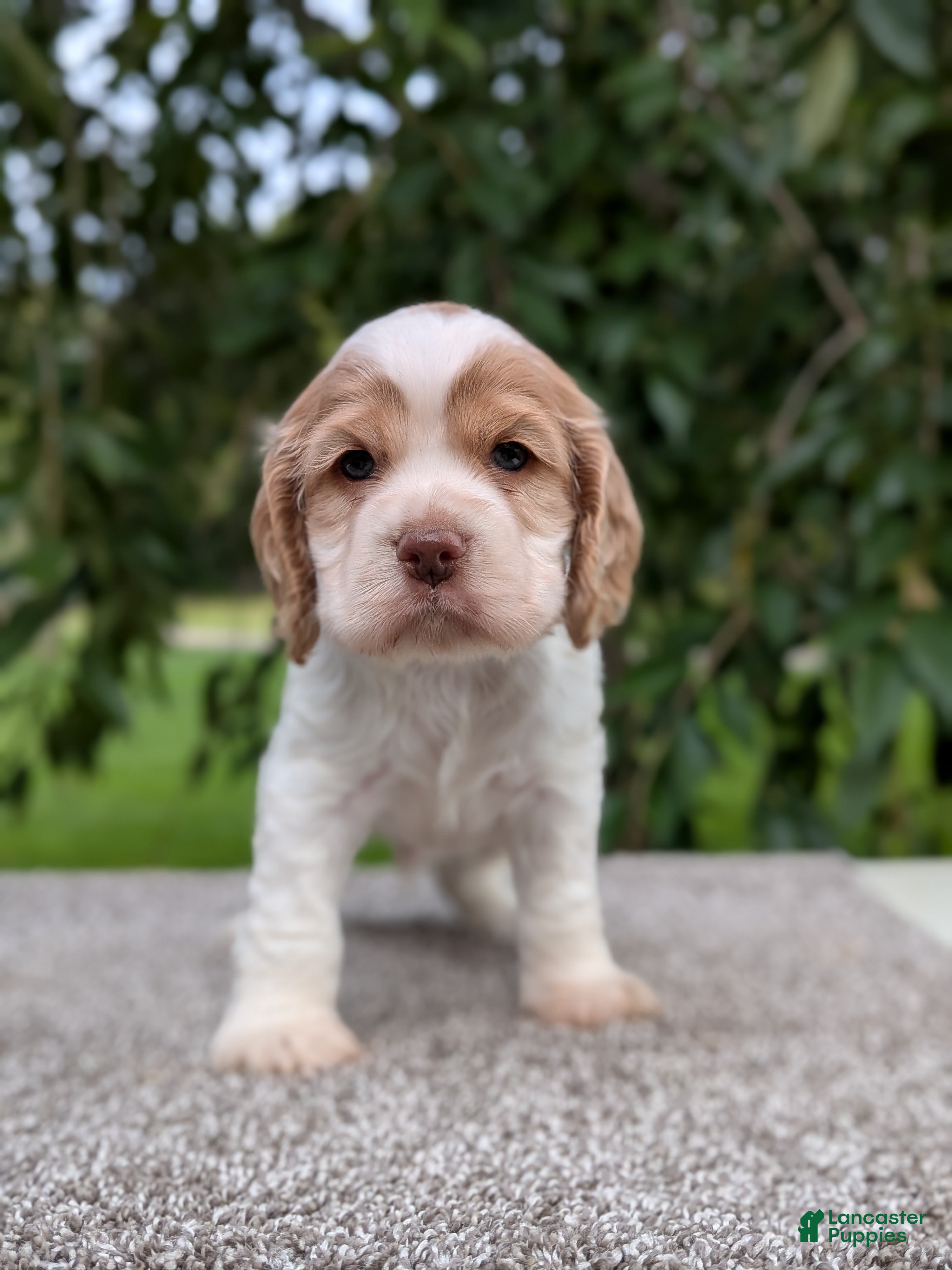 Cocker Spaniel dogs Dusty - Ad 2