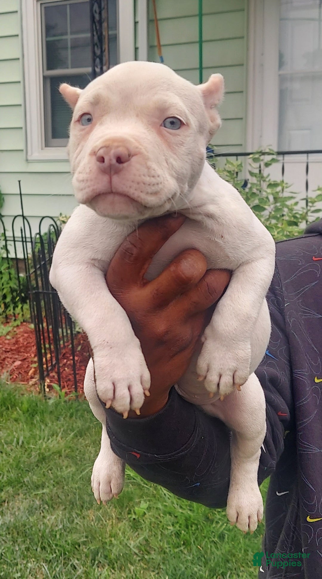American Bully dogs for sale: American Bully Puppy 1 - Ad 4