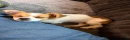 Chihuahua dogs for sale: Ruger Boy  - Ad 2