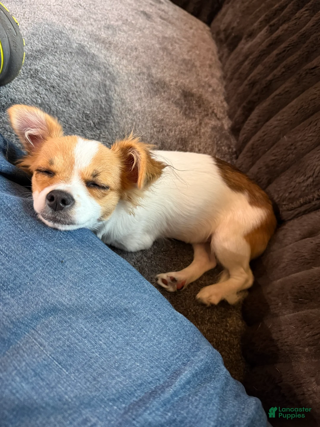 Chihuahua dogs for sale: Ruger Boy  - Ad 2