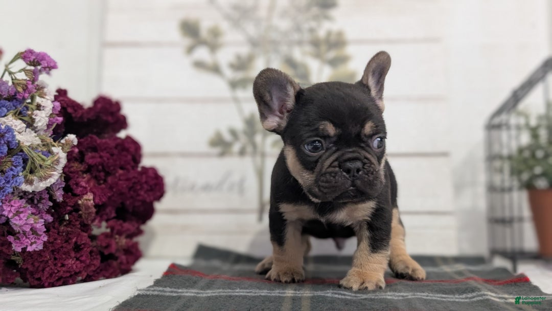 French Bulldog dogs for sale: Scout - Ad 5