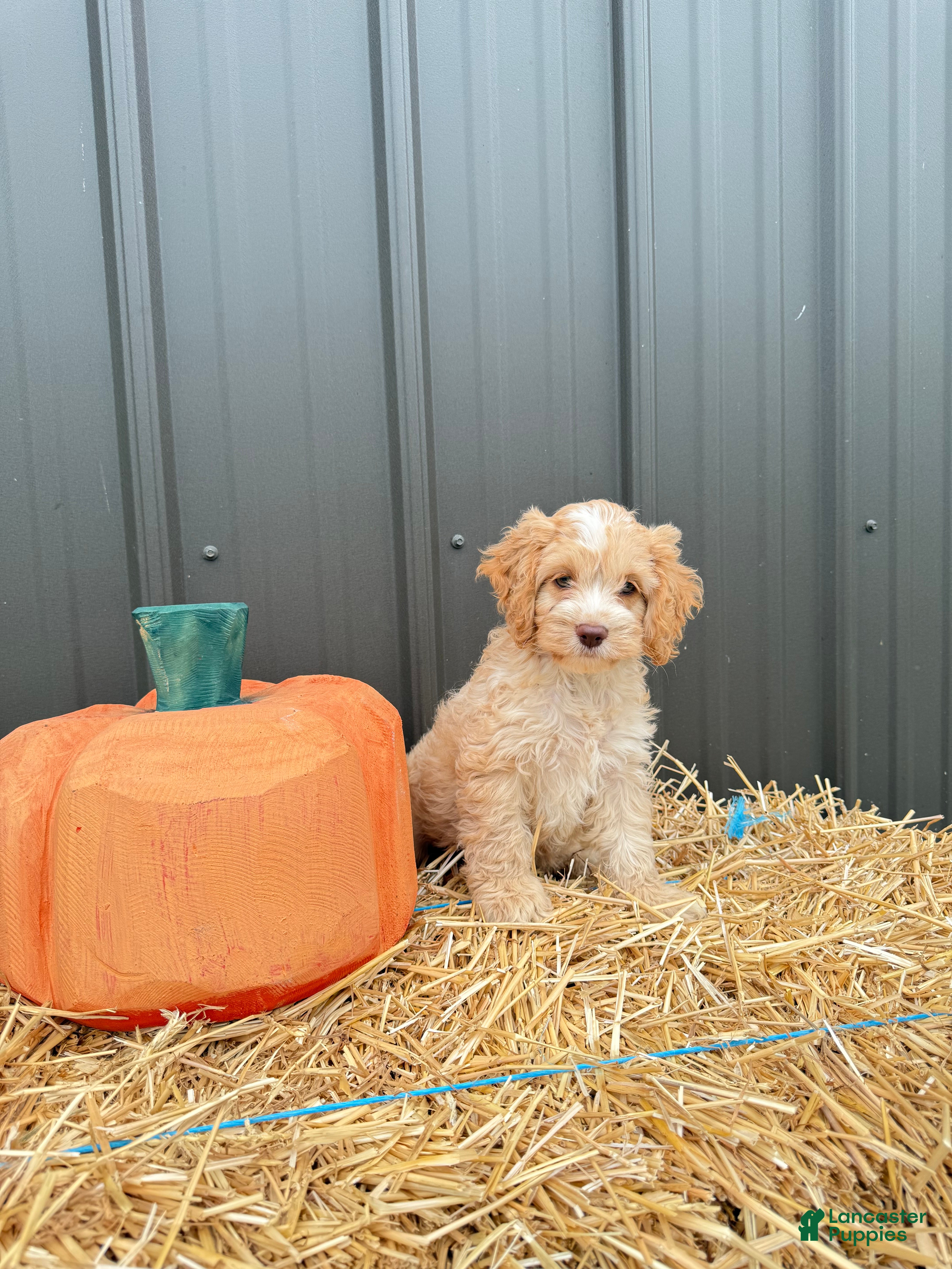 Cockapoo dogs Bailie - Ad 1