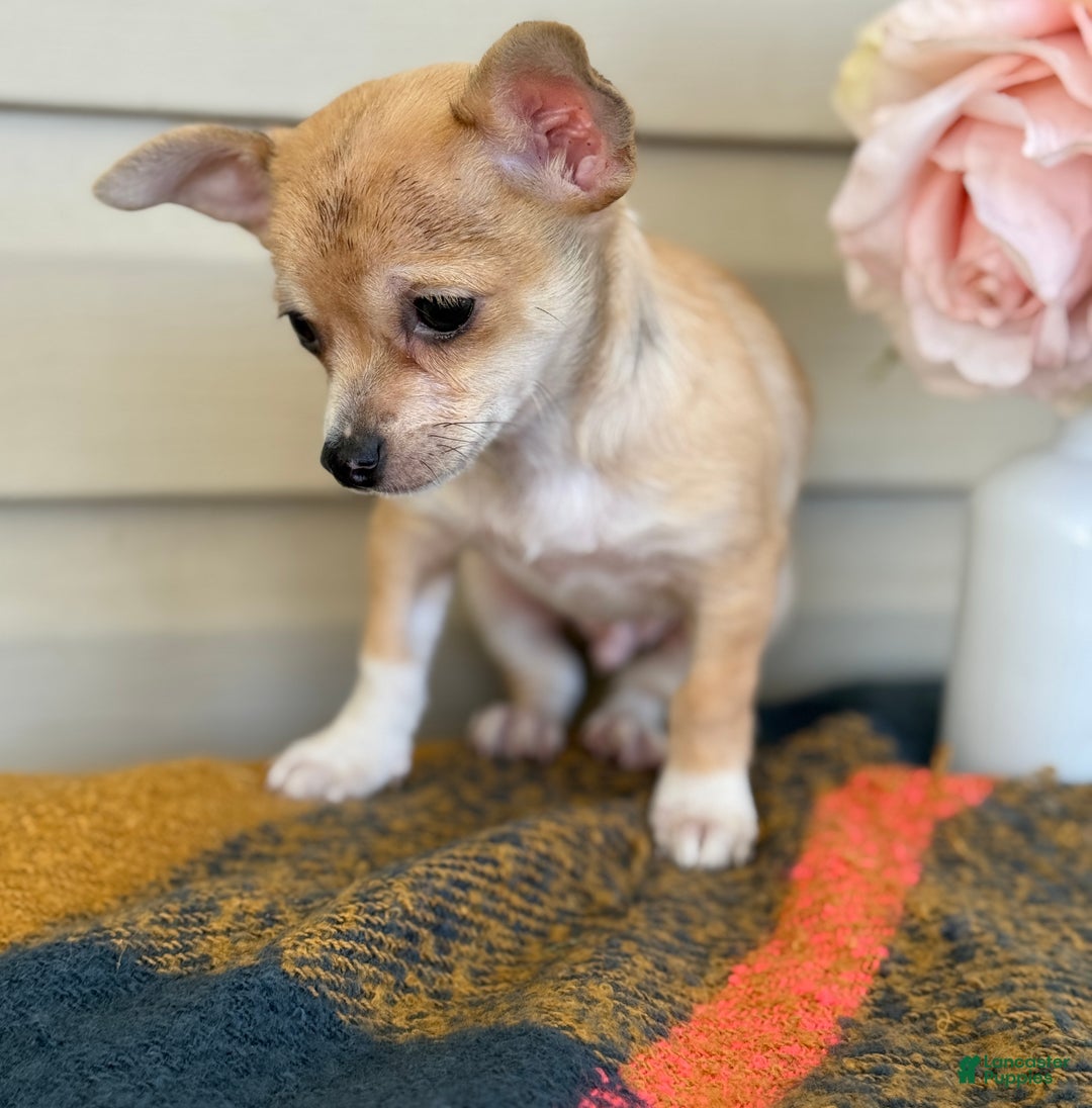 Chihuahua dogs for sale: Quincy - Ad 5
