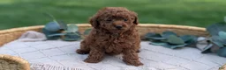 Toy Poodle dogs for sale: Chloe - Ad 4