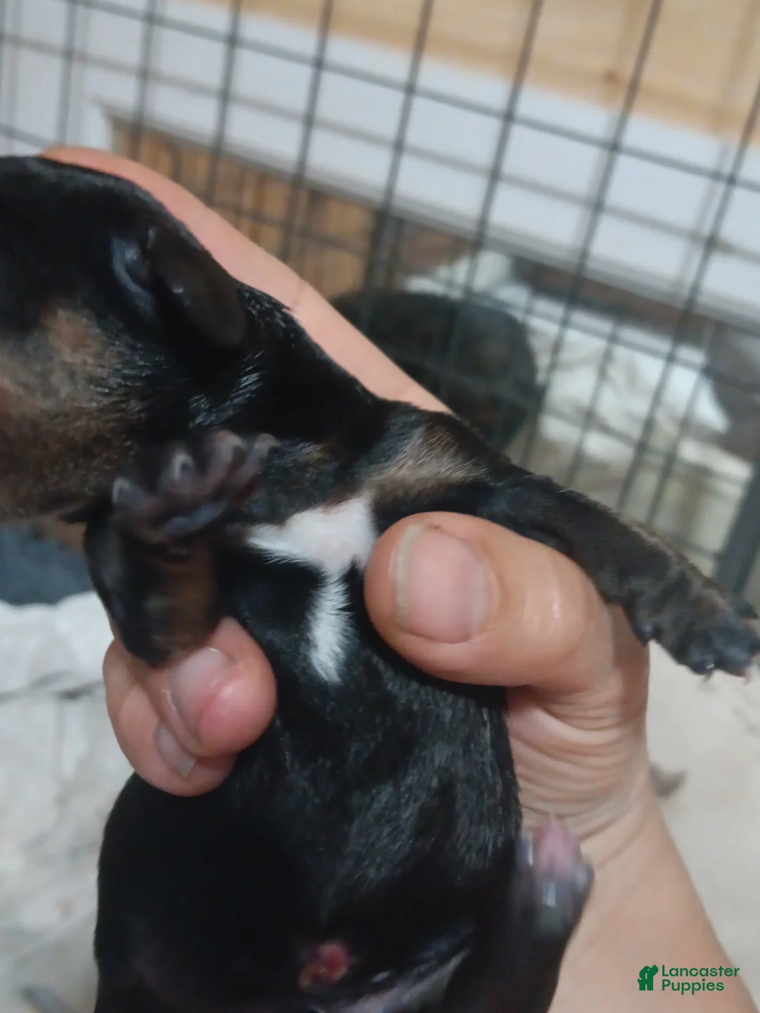 Miniature Dachshund dogs for sale: william - Ad 1