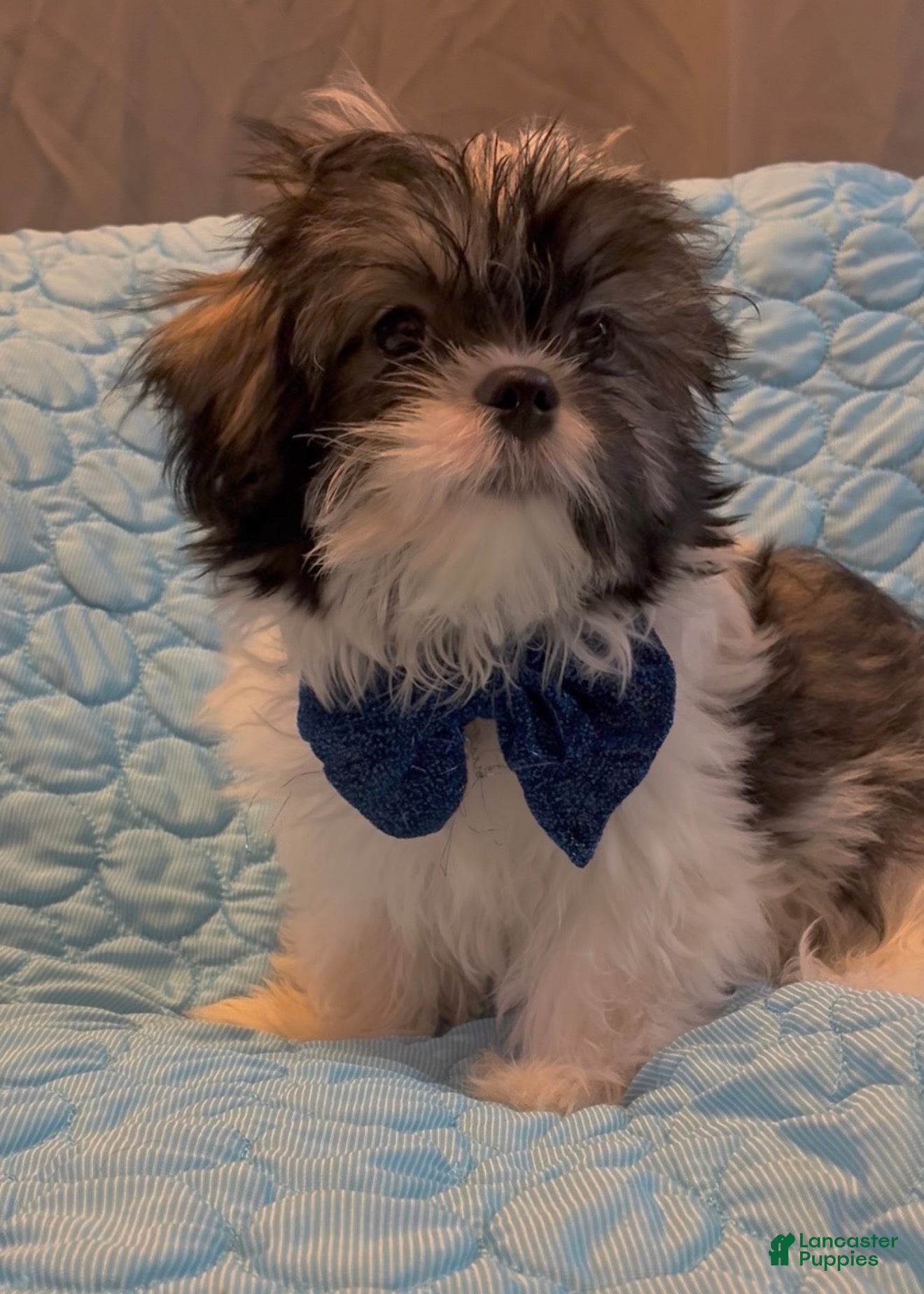 Shih Tzu dogs Prince  - Ad 2