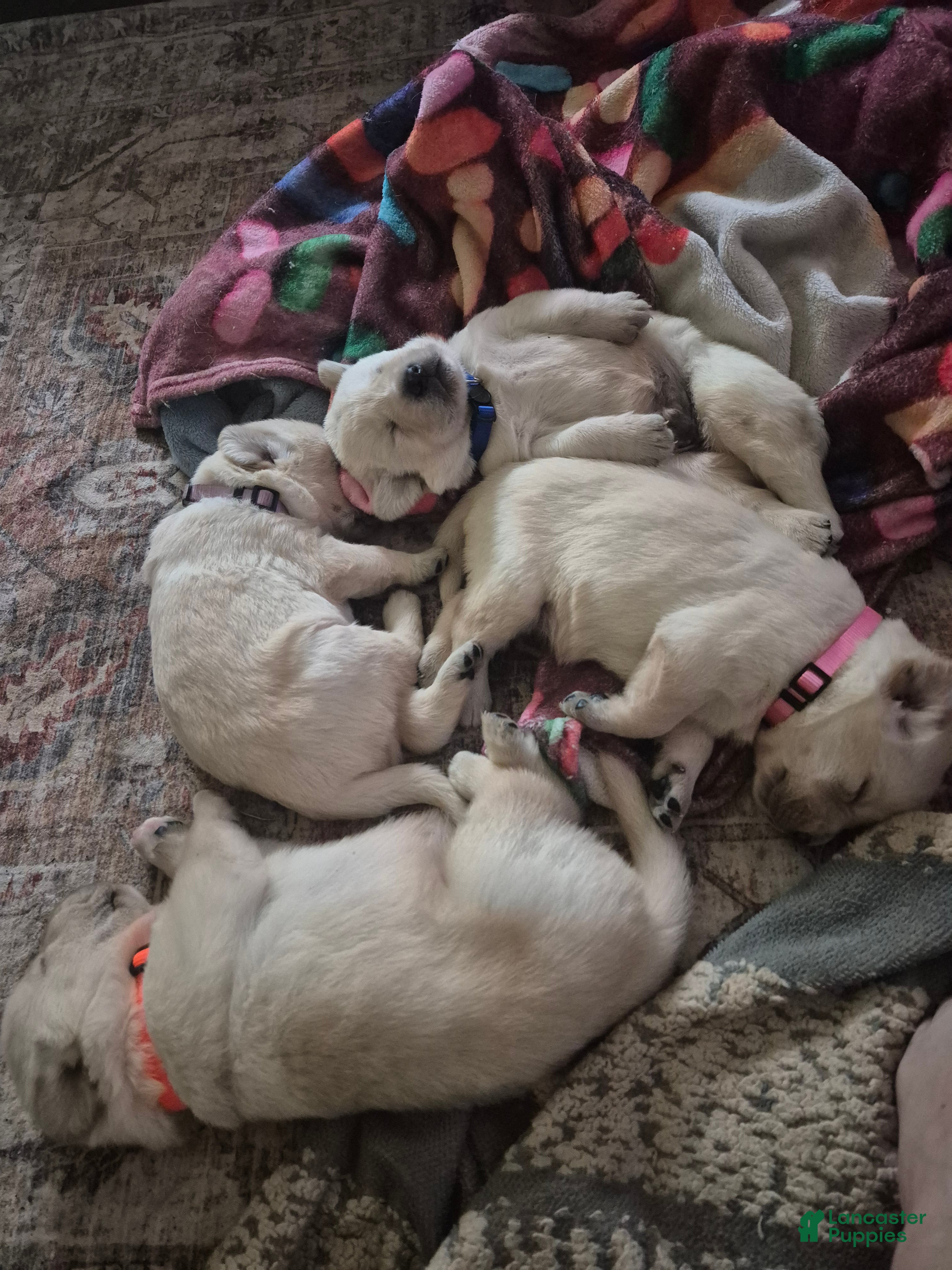 Goldador dogs Goldador Puppy 3 - Ad 4