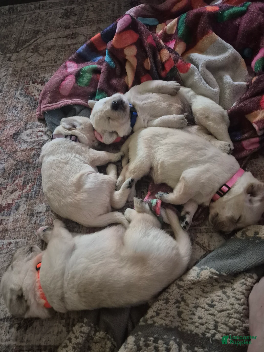 Goldador dogs for sale: Goldador Puppy 3 - Ad 1