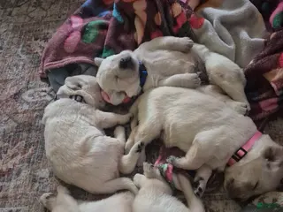 Goldador dogs Goldador Puppy 3 - Ad 4