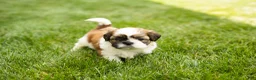 Shih Tzu dogs for sale: Gracie  - Ad 2