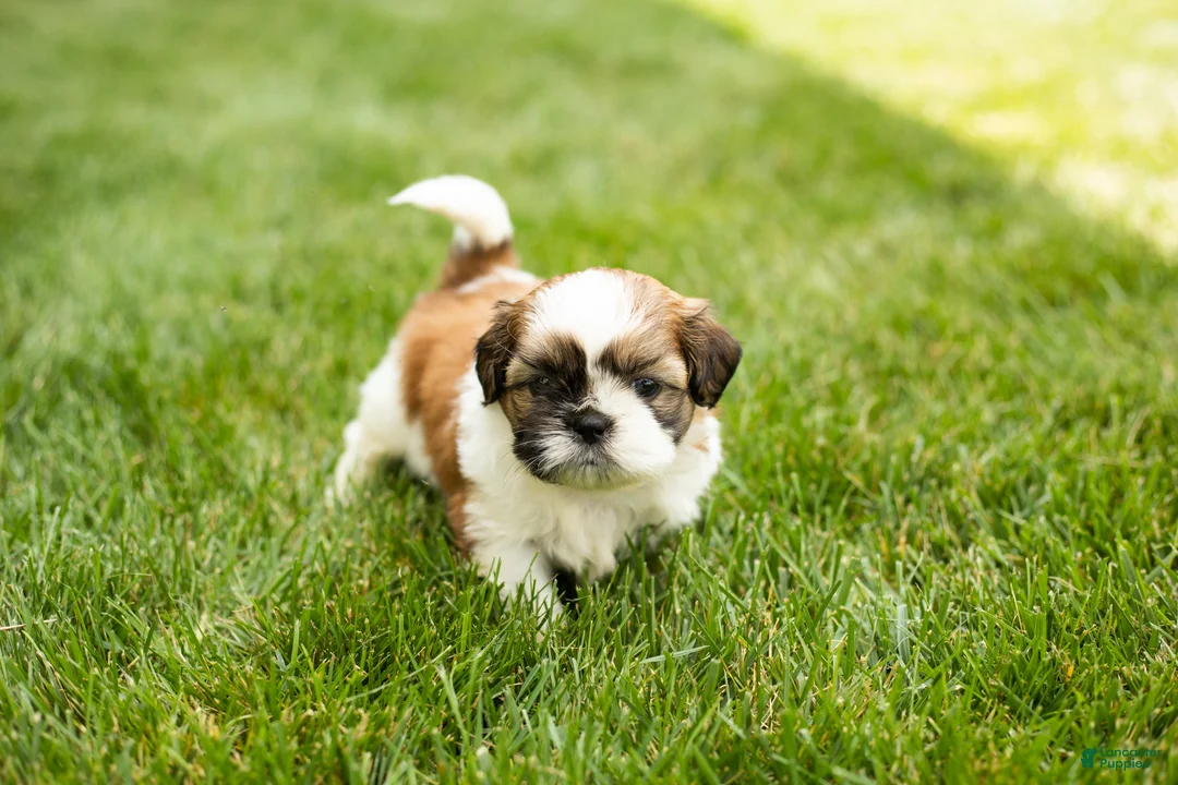 Shih Tzu dogs for sale: Gracie  - Ad 2