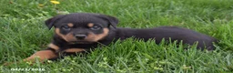 Rottweiler dogs for sale: Rambo - Ad 4