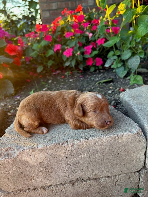 Cavapoo dogs Boy 3 - Ad 2