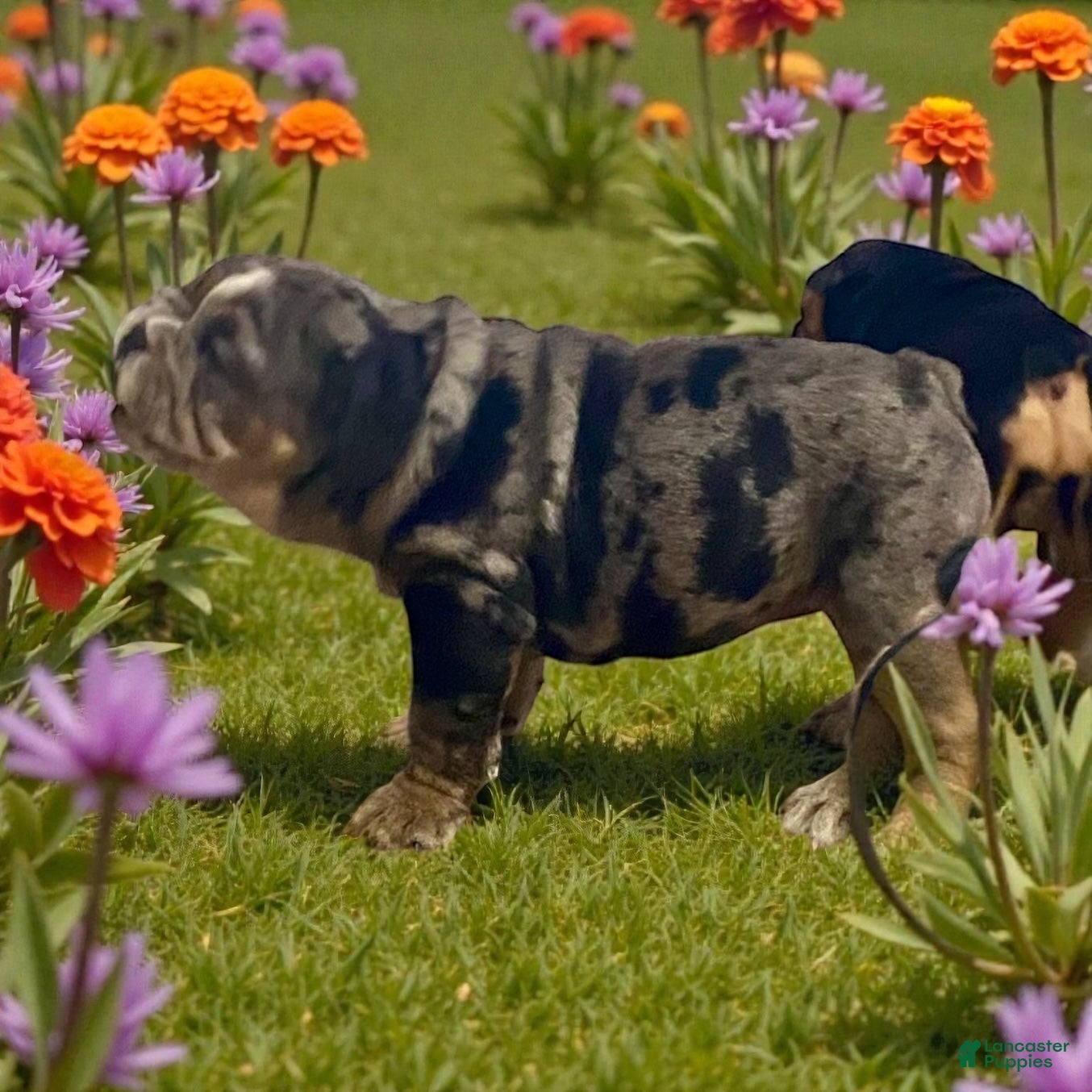 English Bulldog dogs Lilly - Ad 20