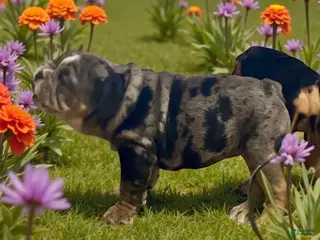 English Bulldog dogs Lilly - Ad 20