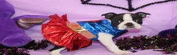 Boston Terrier dogs for sale: Kiki the Little Firecracker - Ad 1