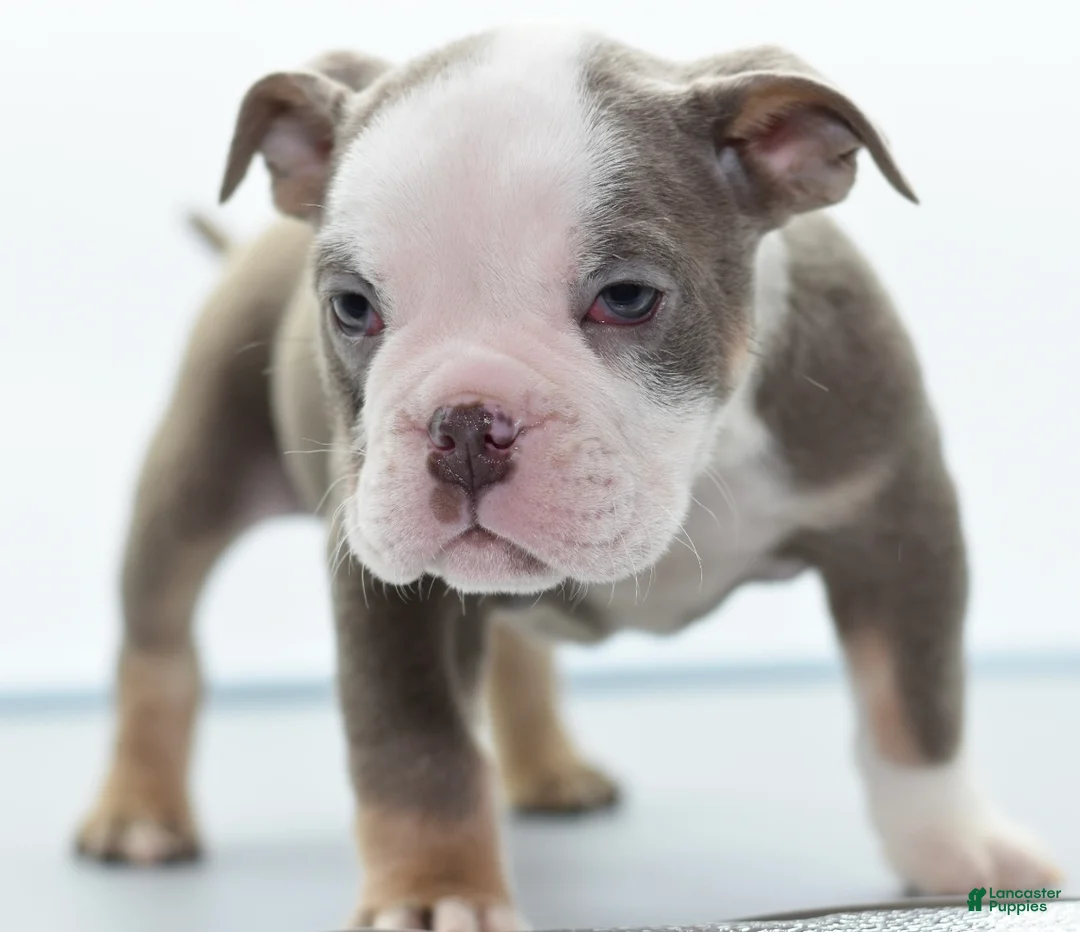 Mixed Breed dogs for sale: Deuce! Bulldog hybrid  - Ad 6