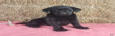 Bella