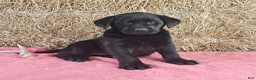 Labrador Retriever dogs for sale: Bella - Ad 1