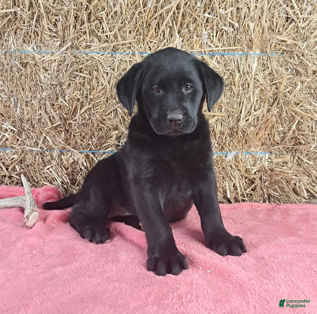Labrador Retriever dogs for sale: Bella - Ad 1