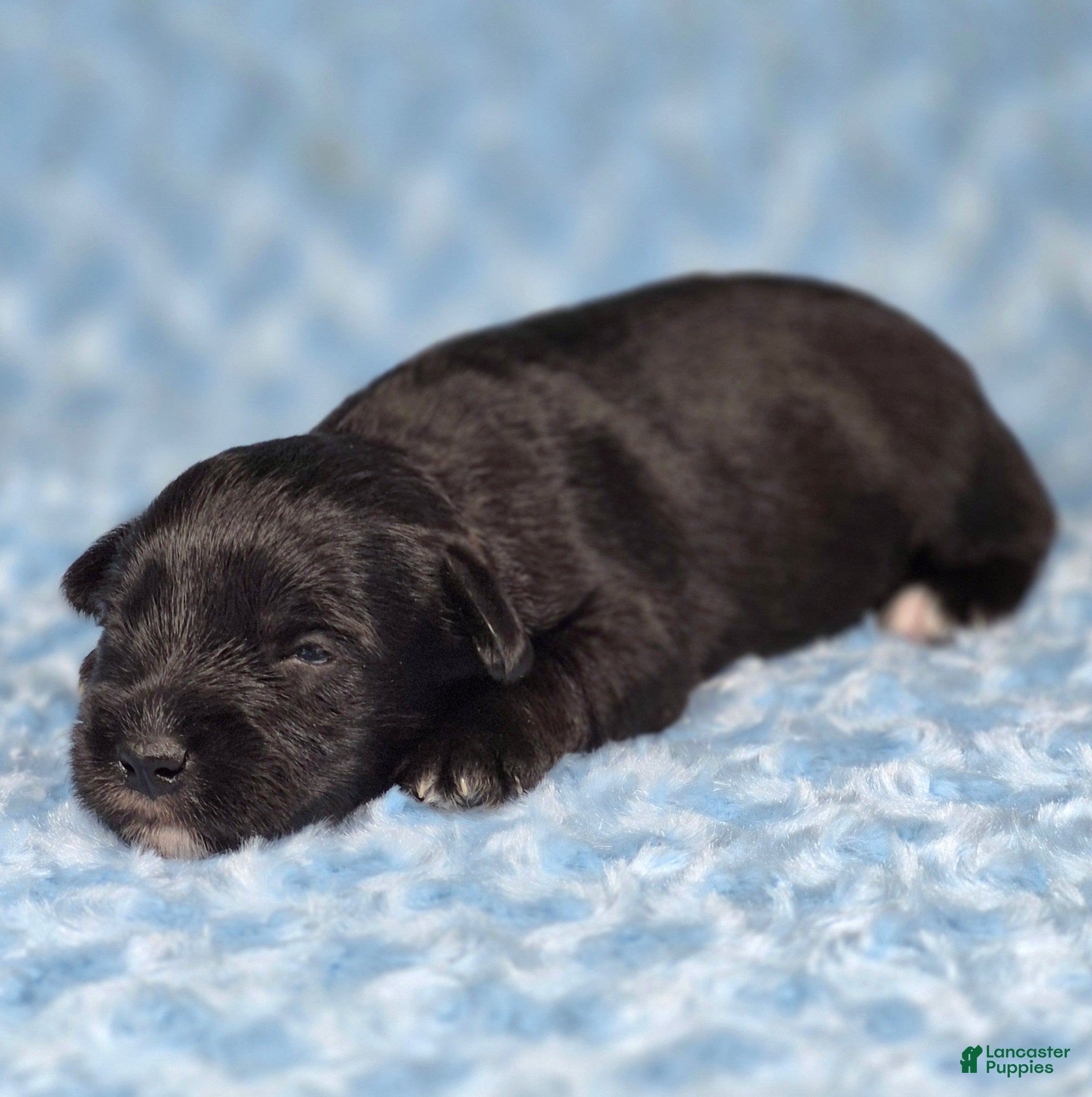 Miniature Schnauzer dogs Domino - Ad 2
