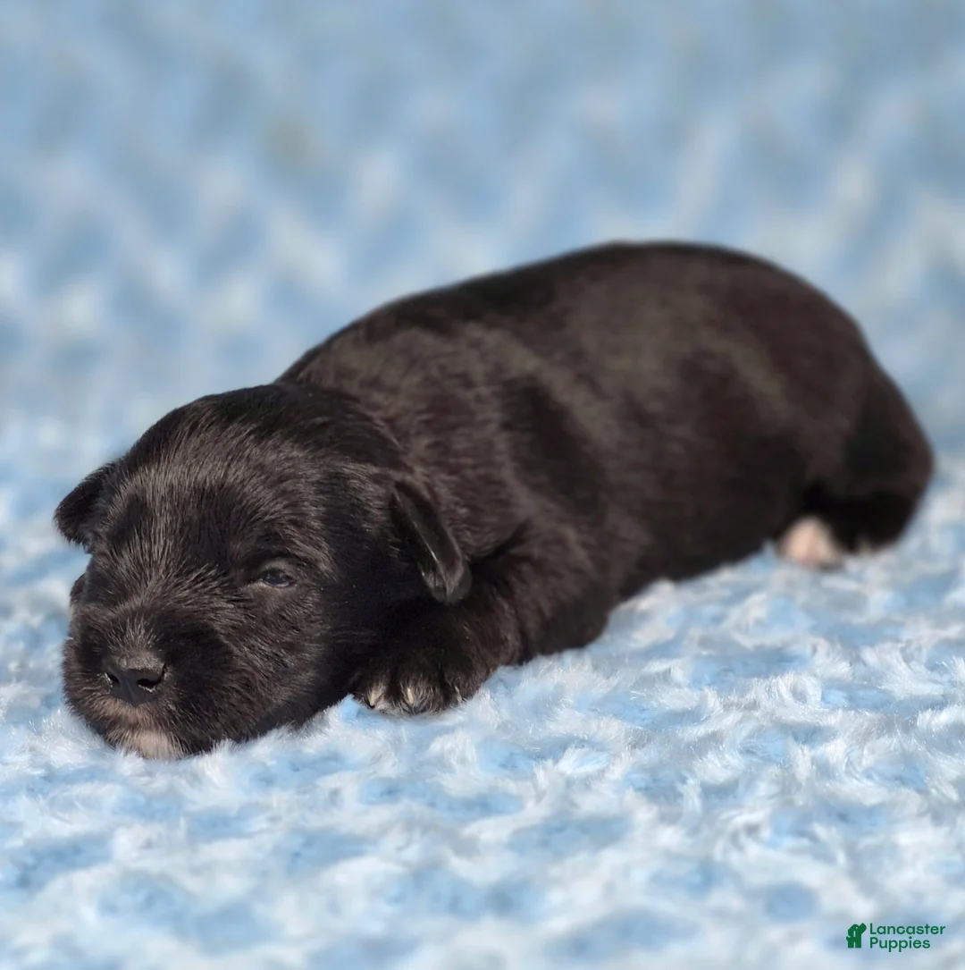 Miniature Schnauzer dogs for sale: Domino - Ad 2