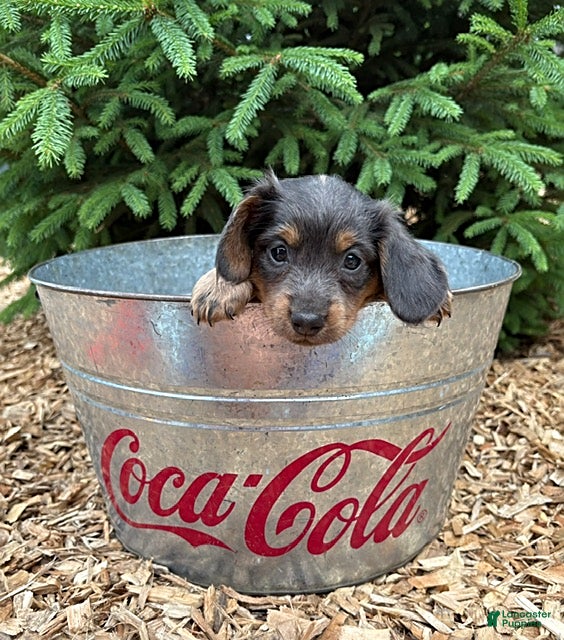 Mixed Breed dogs Opal - Ad 1