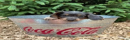 Mixed Breed dogs for sale: Opal - Ad 1