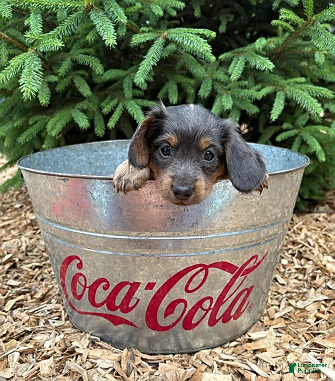Mixed Breed dogs for sale: Opal - Ad 1