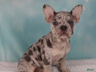 French Bulldog dogs - Ad 12